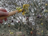 Spain’s olive groves face crisis as farmers fly in migrants to pick the fruit