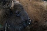 How Spain’s reintroduced bison are helping regrow the land amid the country’s wildfire crisis