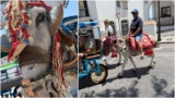 WATCH: Mijas’ donkey taxis forced to work during heat alert – while operators ‘ignore new welfare laws’ 