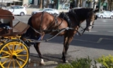 Frenchwoman takes out personal loan to rescue Malaga carriage horse – but two more face an uncertain fate