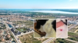 EXCLUSIVE: Fears in Alicante that ‘serial pet shooter’ is at large after a ‘friendly cat’ has bullet lodged in its leg