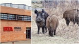High-security lab NOT to blame for Spain’s African swine fever outbreak as infected wild boar numbers climb