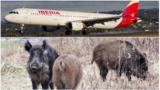 Flights diverted from airport in northern Spain after wild boars rush onto runway